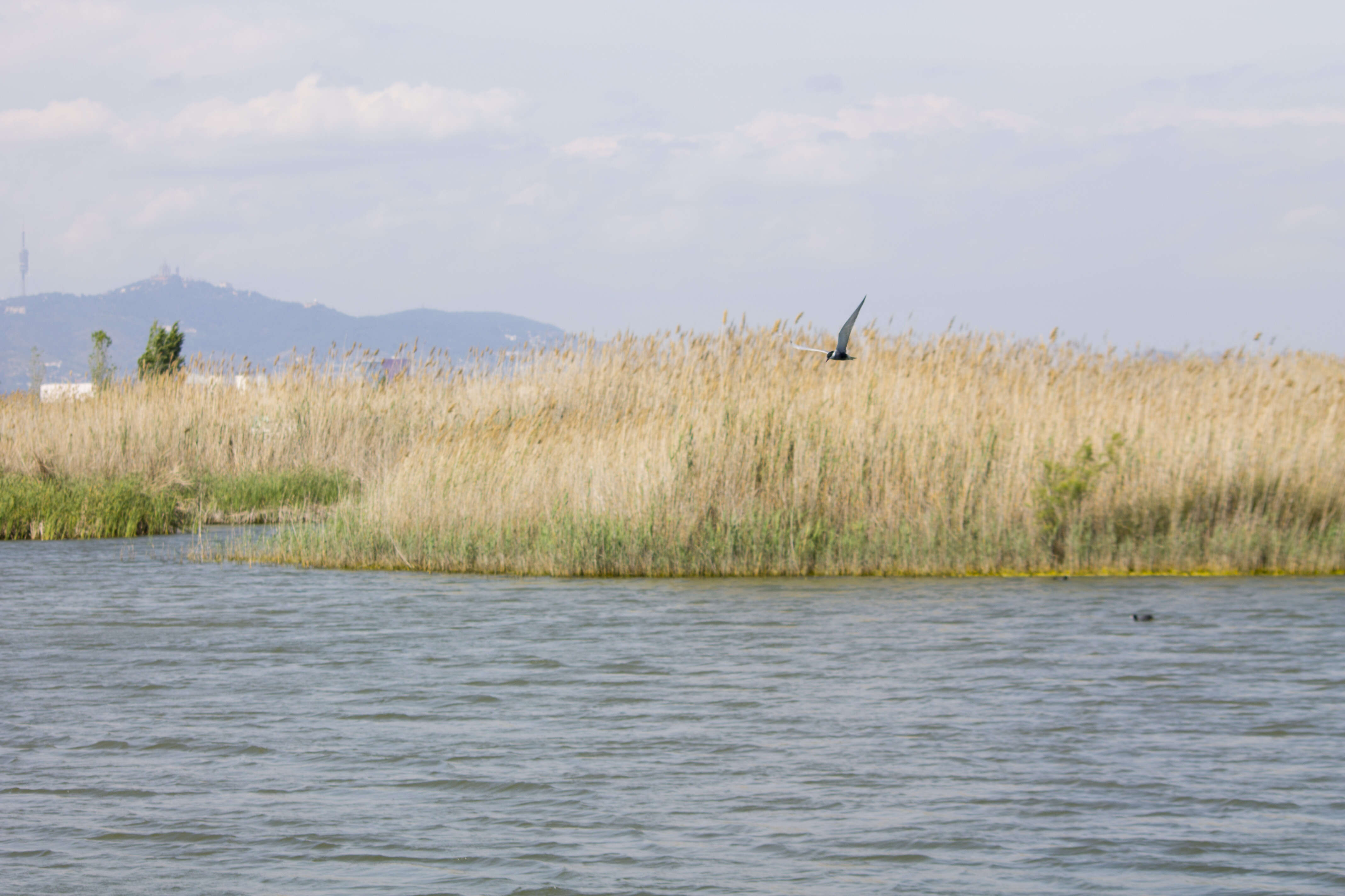 Image of Whiskered Tern