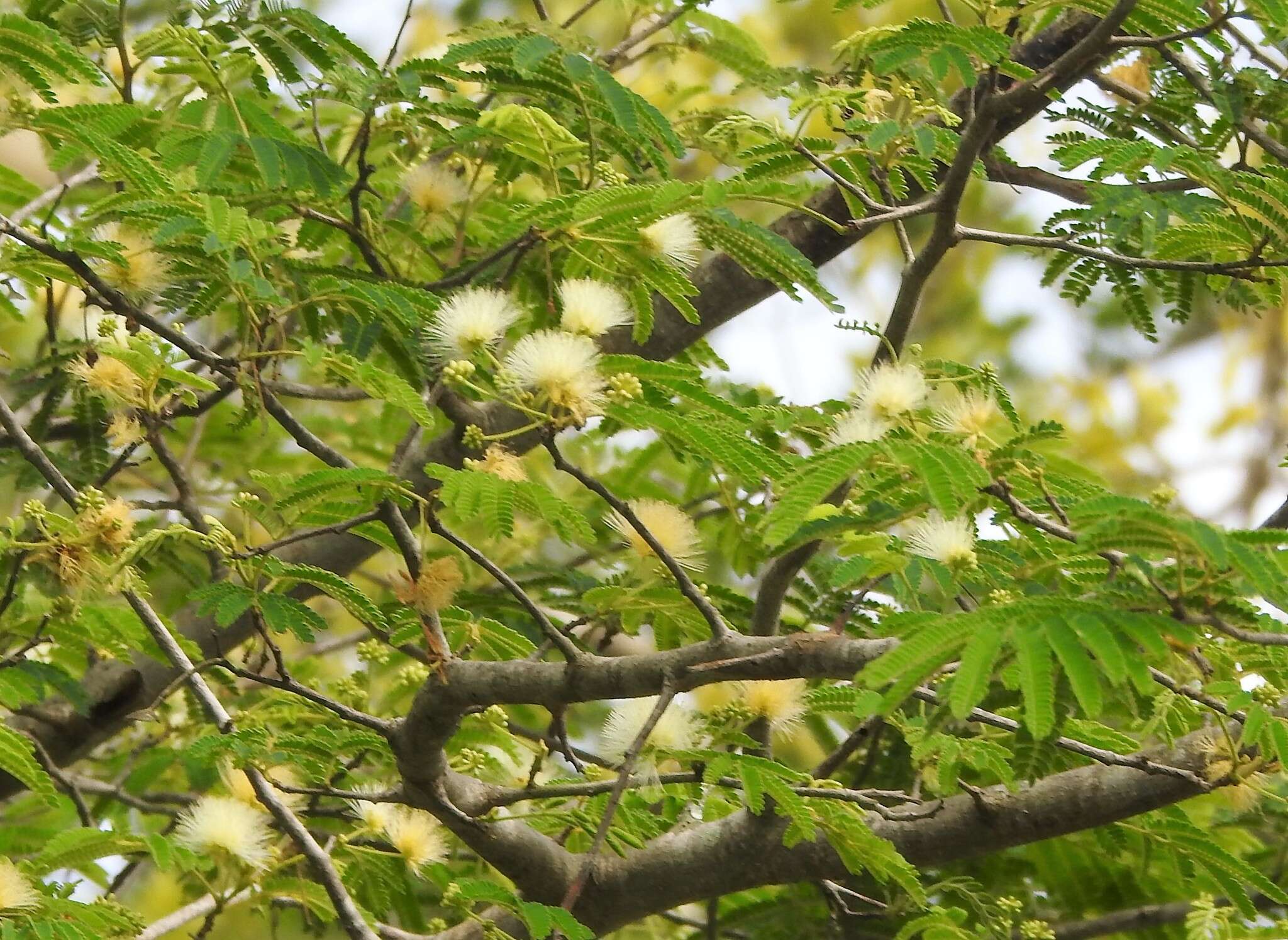 Imagem de Albizia amara (Roxb.) B. Boivin