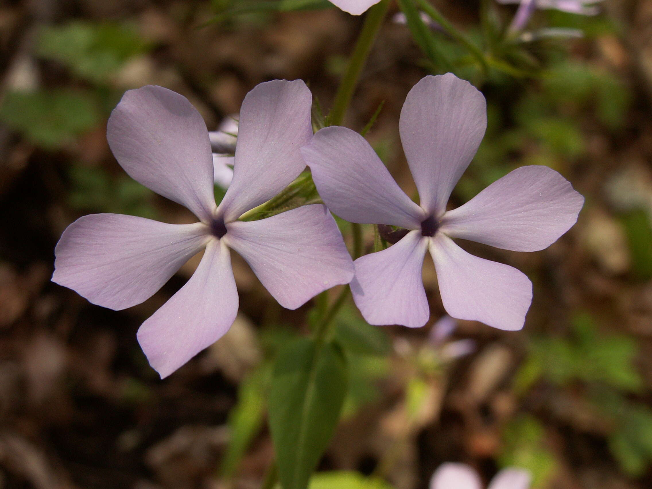 Image of wild blue phlox