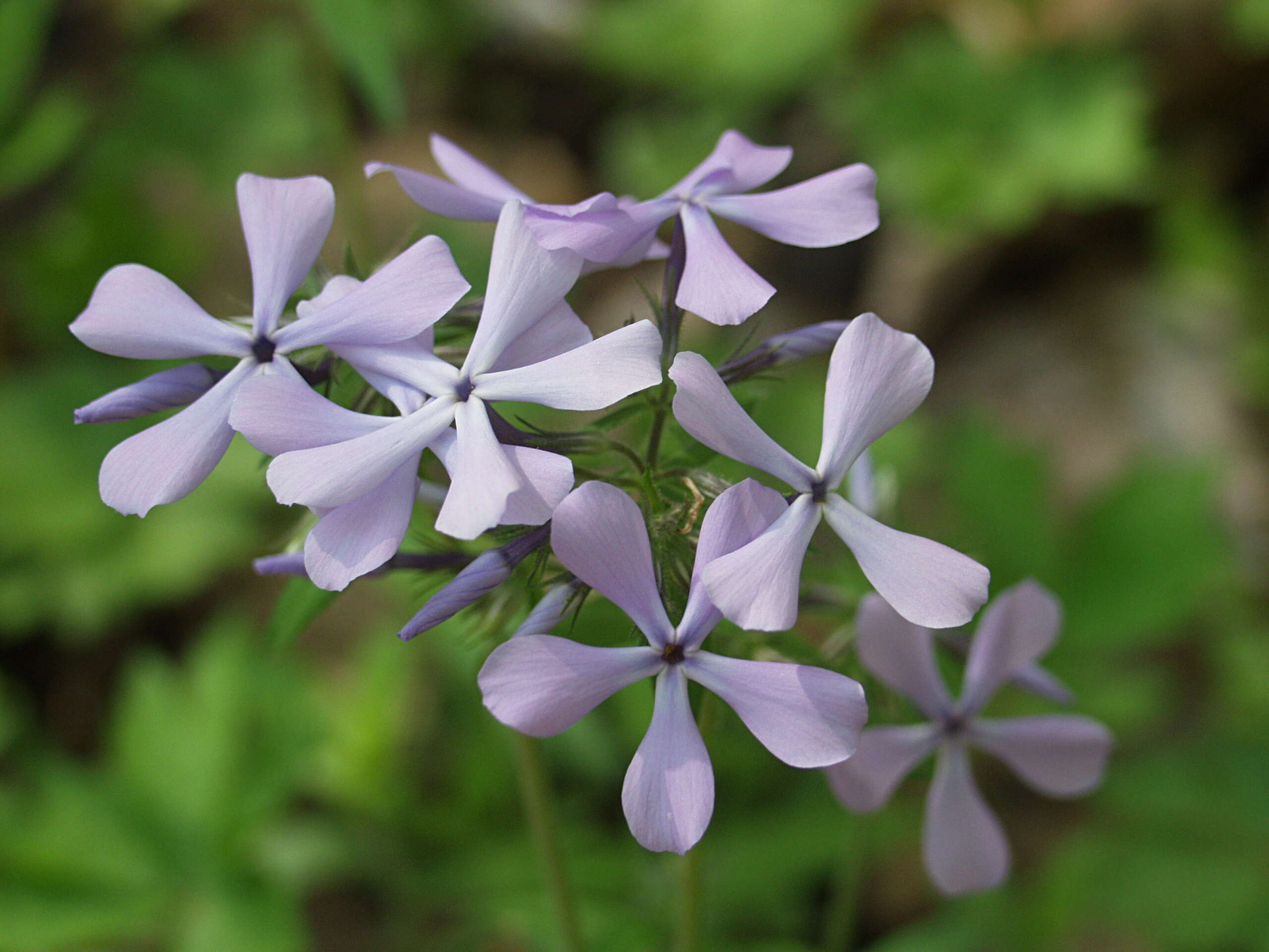 Image of wild blue phlox