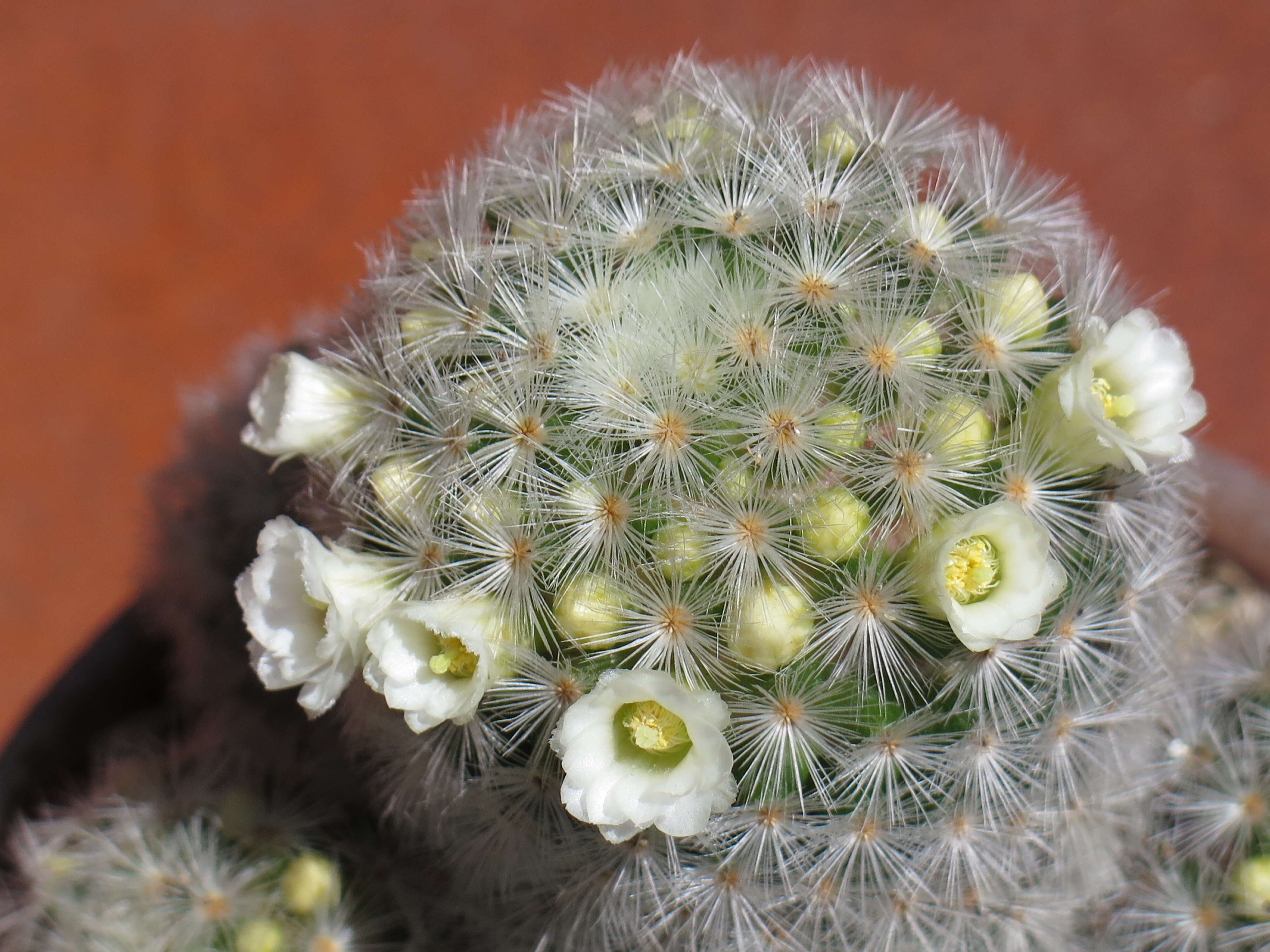 Imagem de Mammillaria carmenae Castañeda