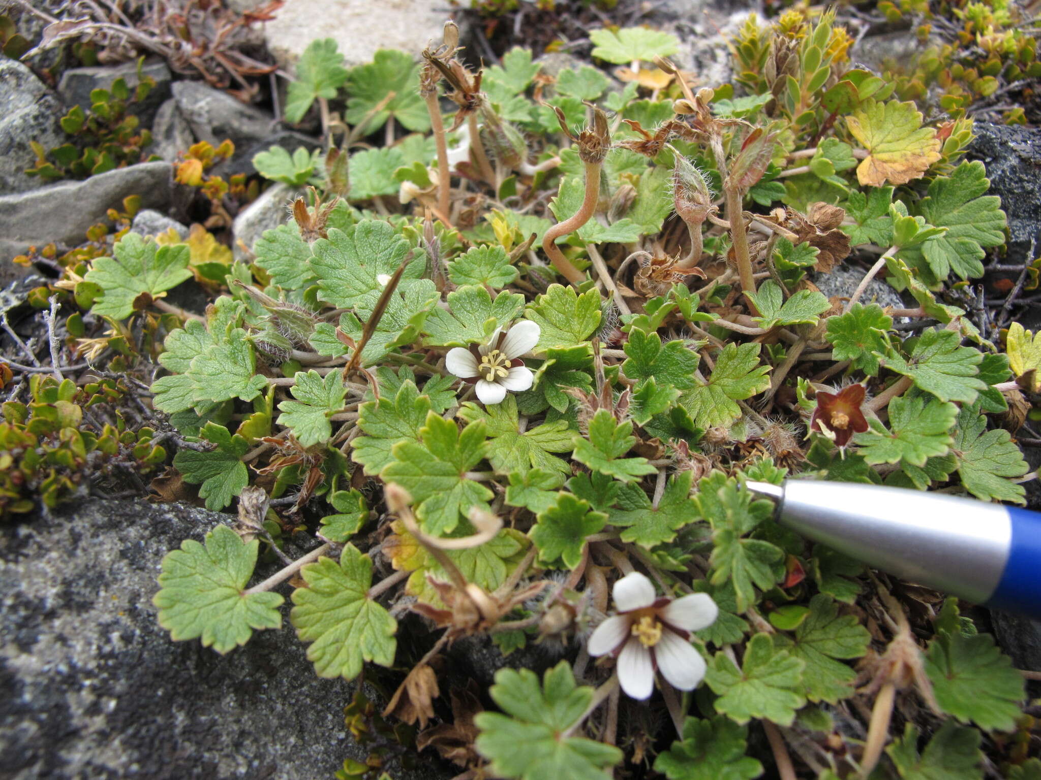 Imagem de Geranium brevicaule Hook.