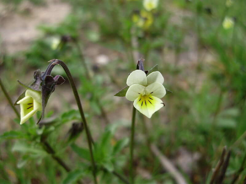 Слика од Viola arvensis Murray