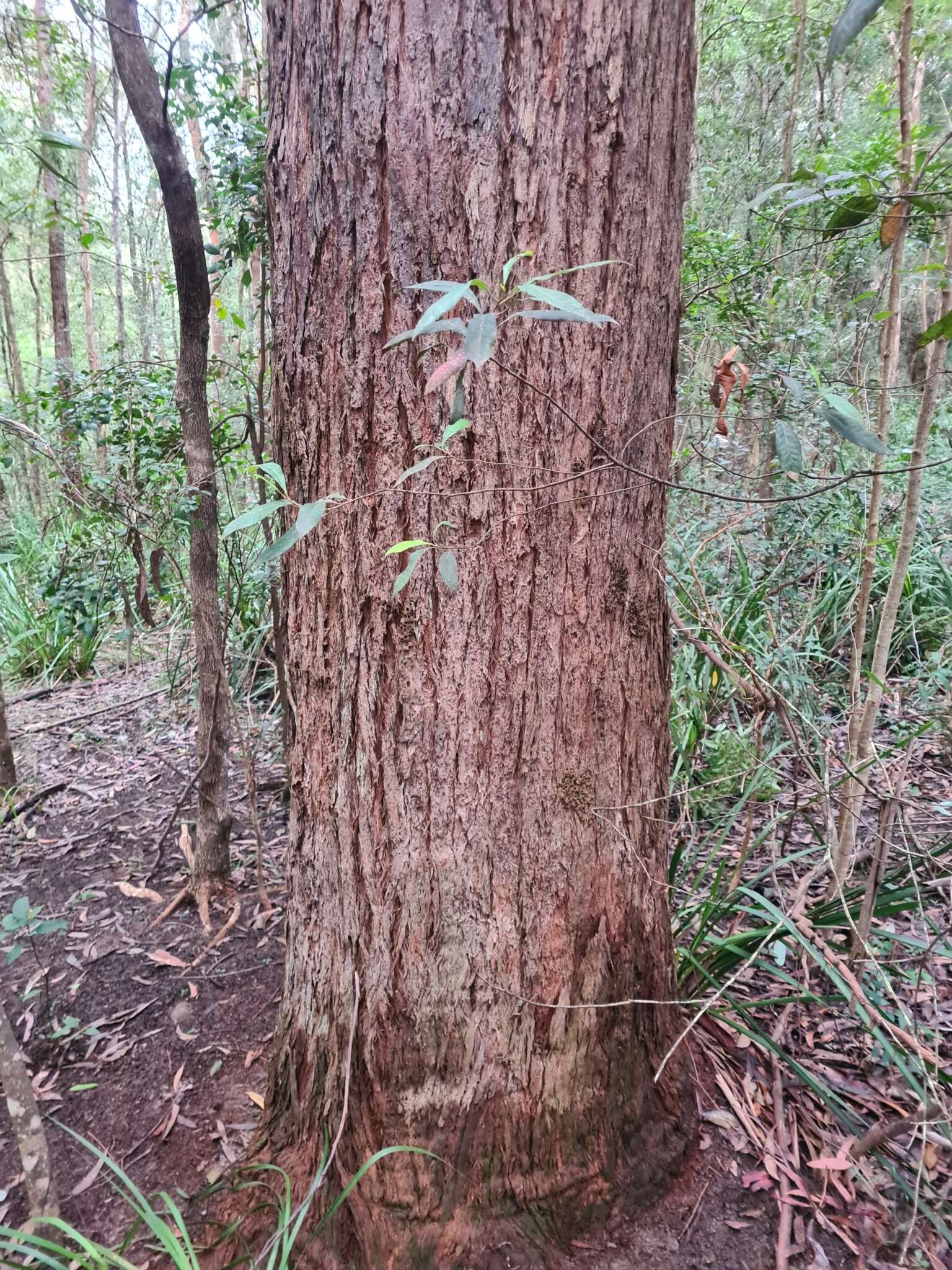 Image of blackbutt