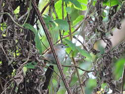 Image of Plain-crowned Spinetail