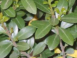 Image of Japanese holly