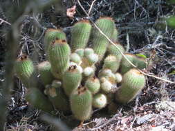 Parodia scopa (Spreng.) N. P. Taylor resmi