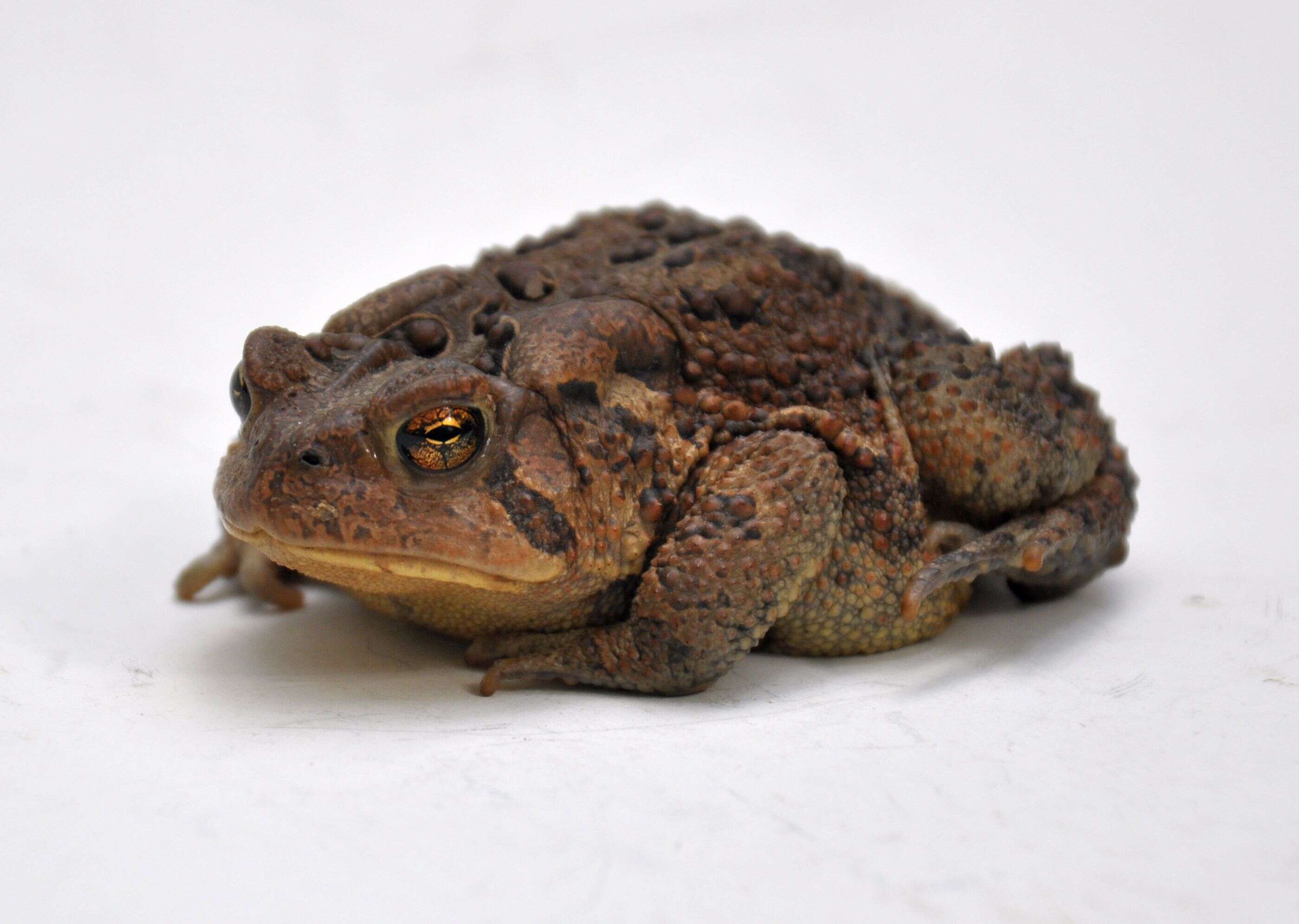 Image of American Toad