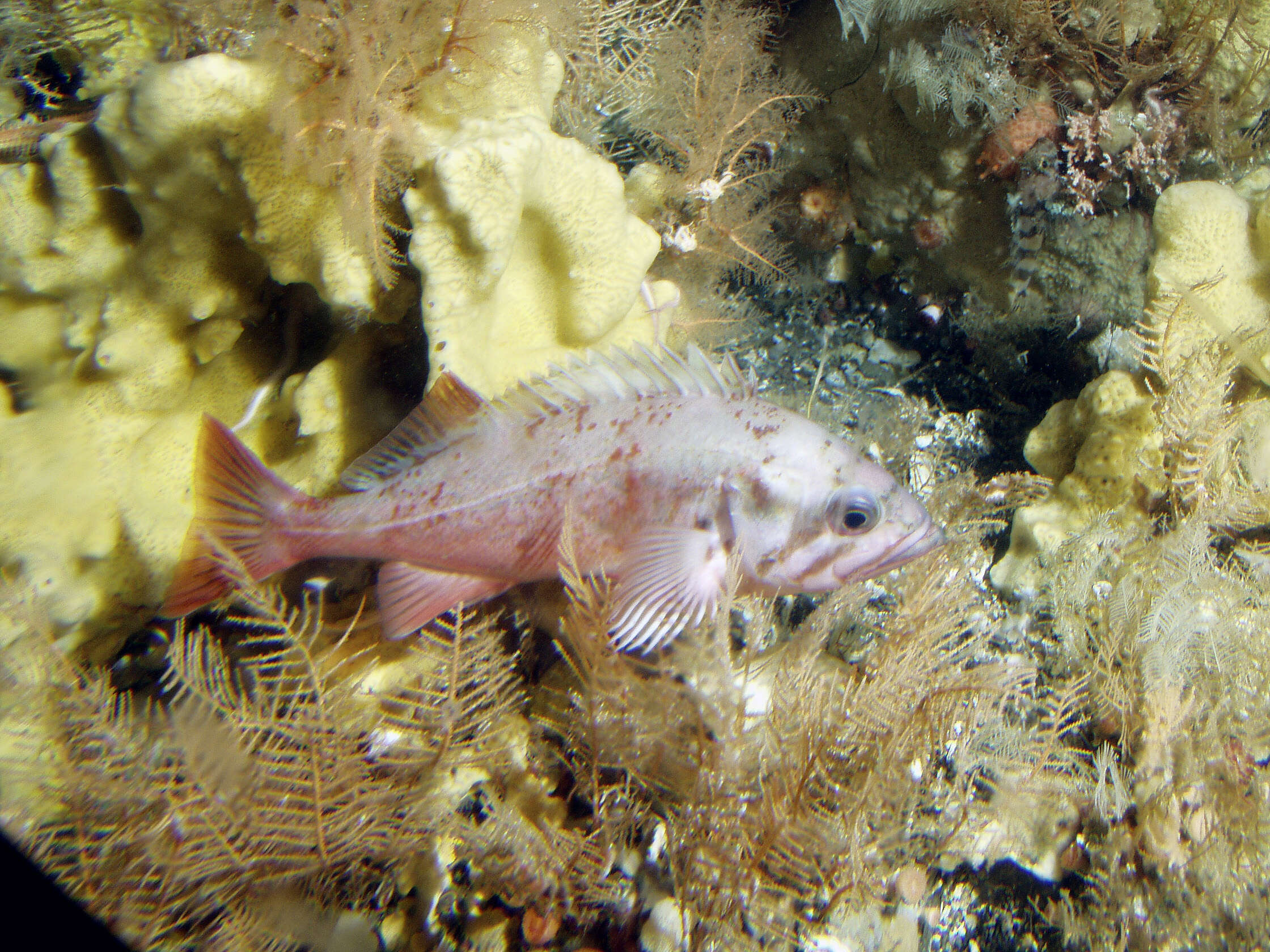 Image of Northern rockfish