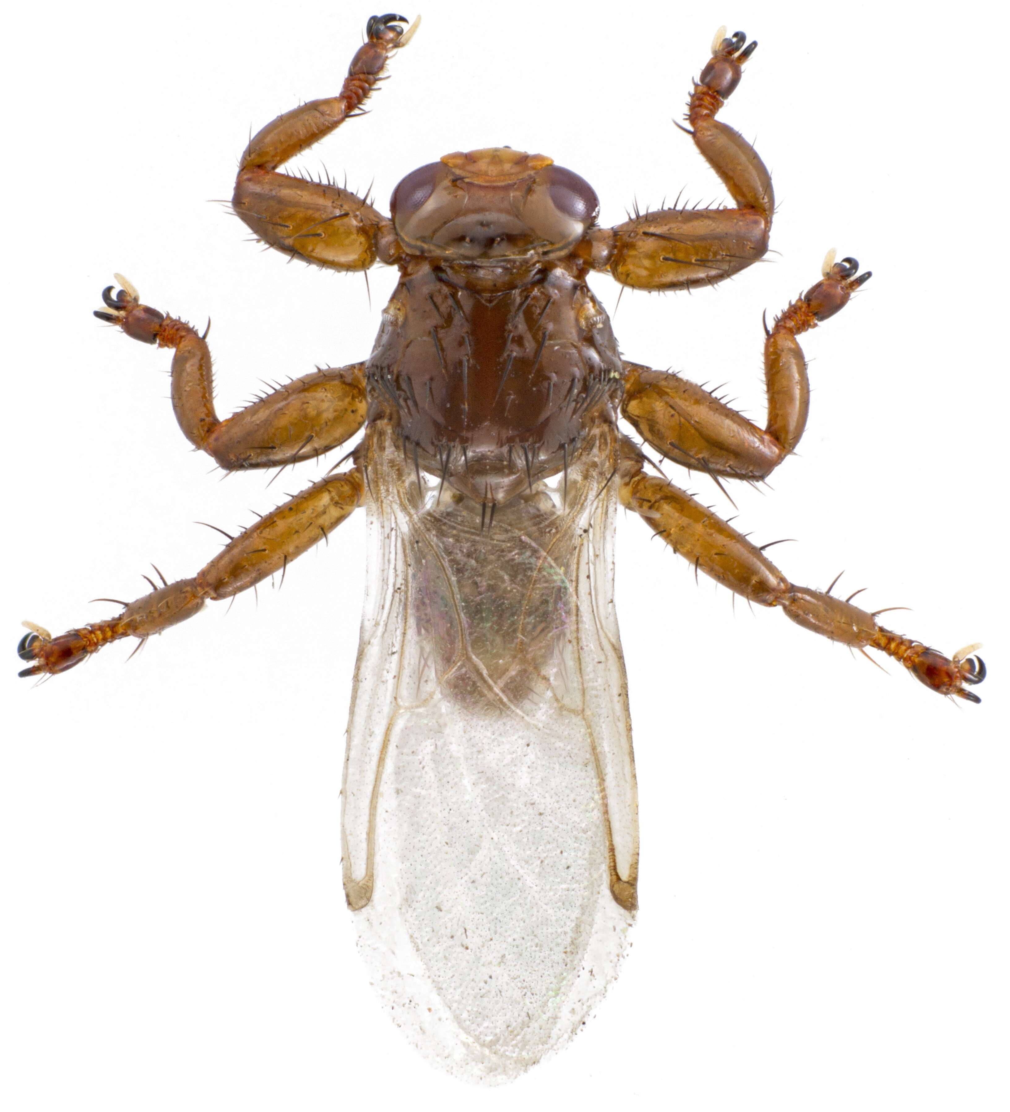 Image of louse flies