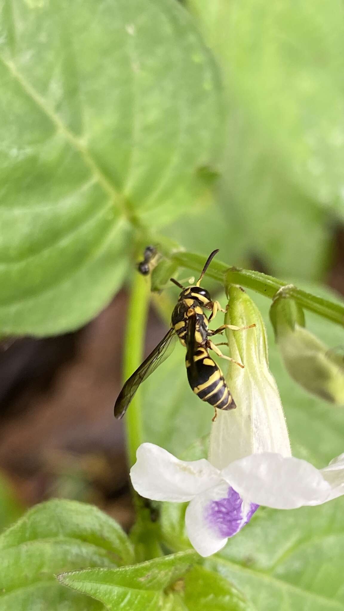 Sivun Stenodyneriellus guttulatus (de Saussure 1862) kuva