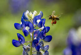 Image of Texas lupine