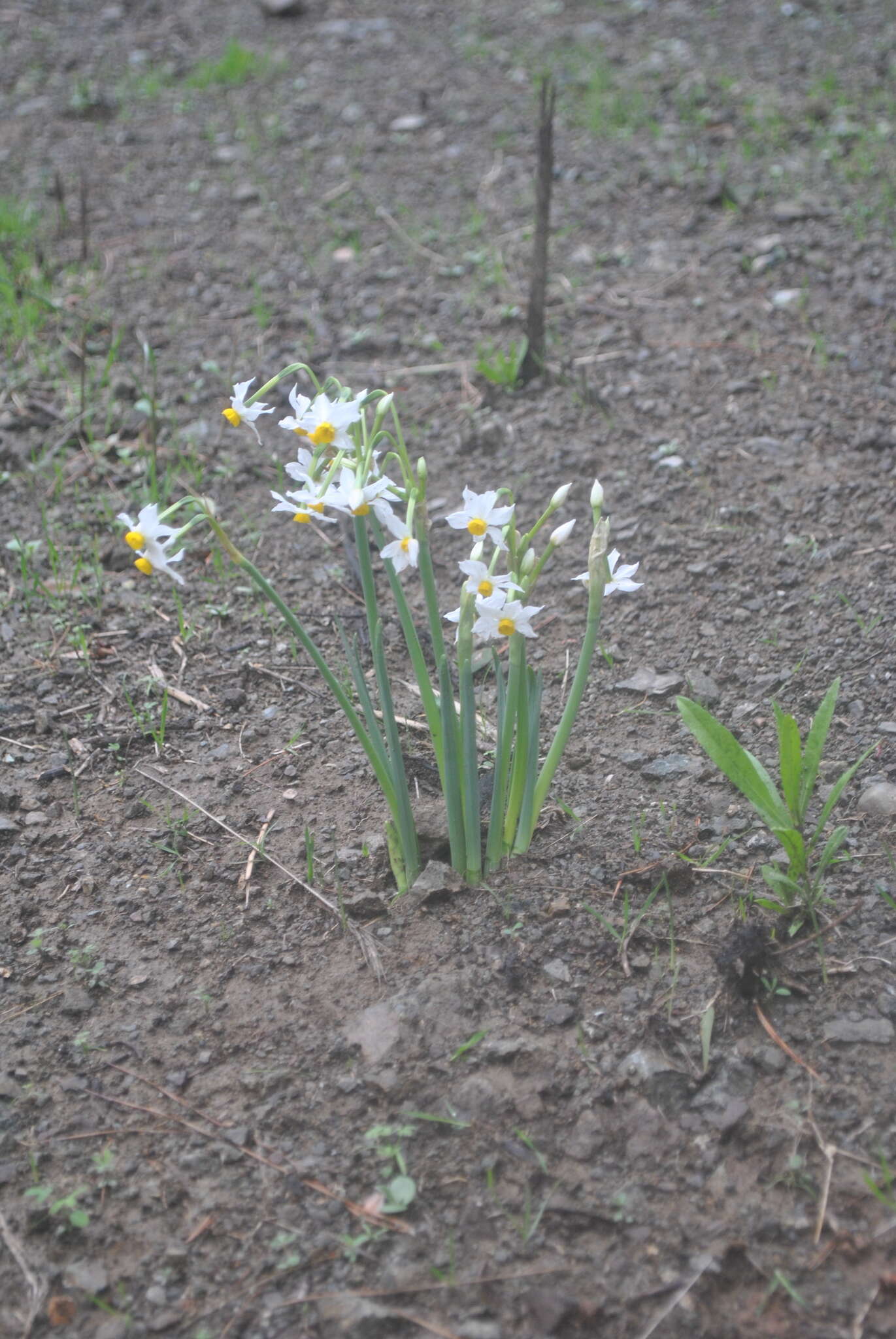 Image of Narcissus tazetta subsp. tazetta