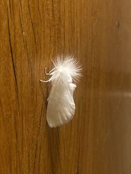 Image of White Flannel Moth