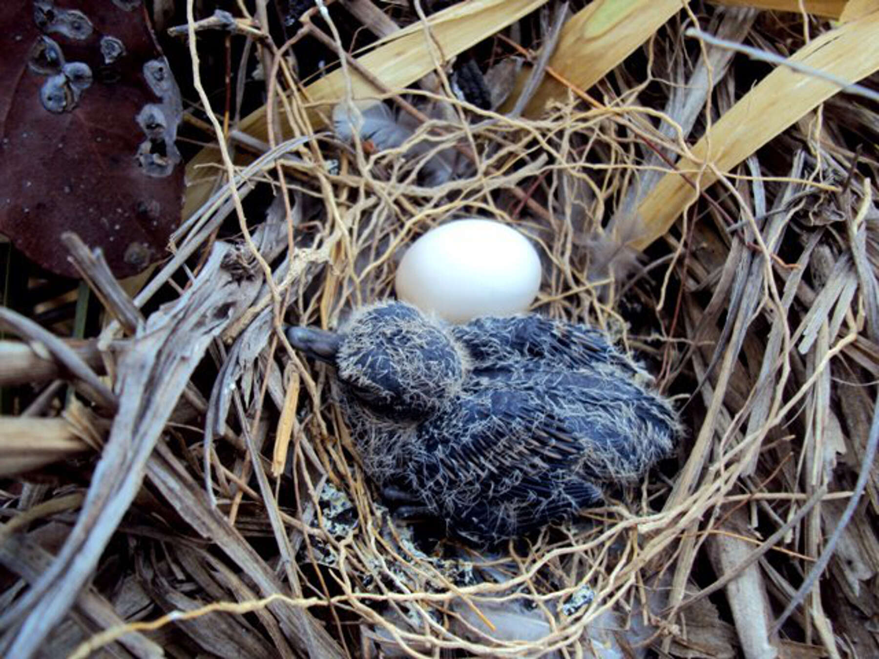 Image of Gray Fronted Dove