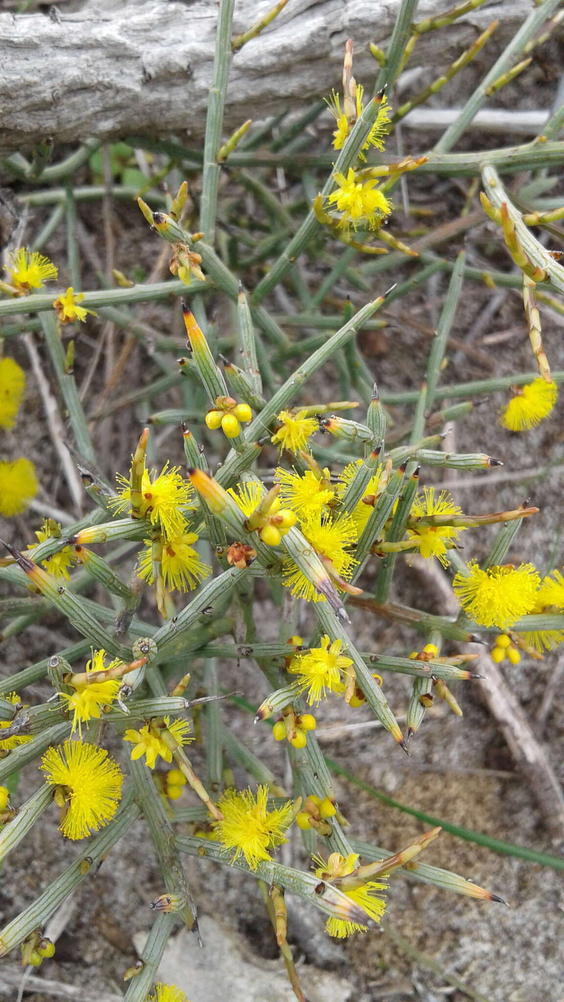 Image of spiny wattle