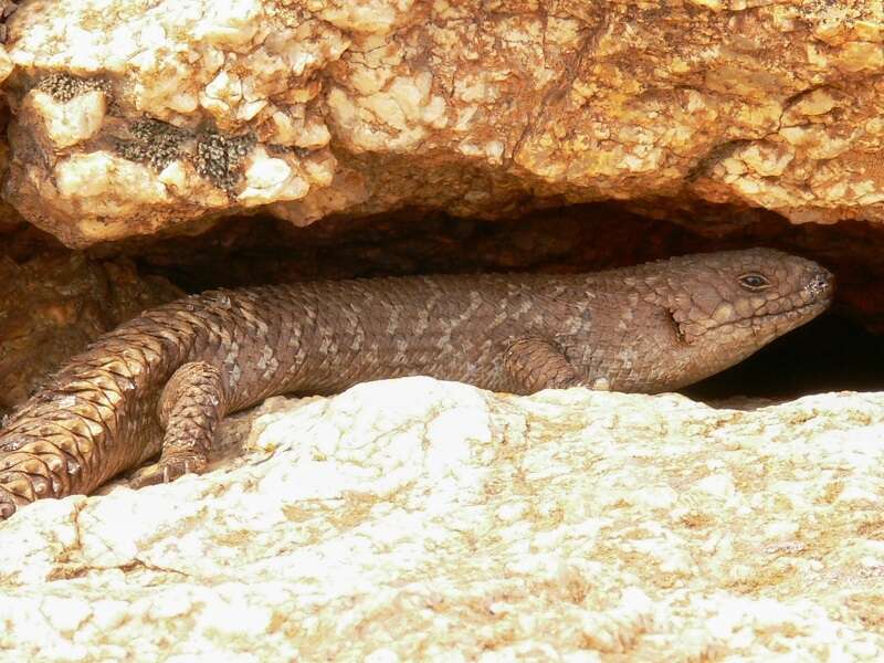 Image of Gidgee Skink