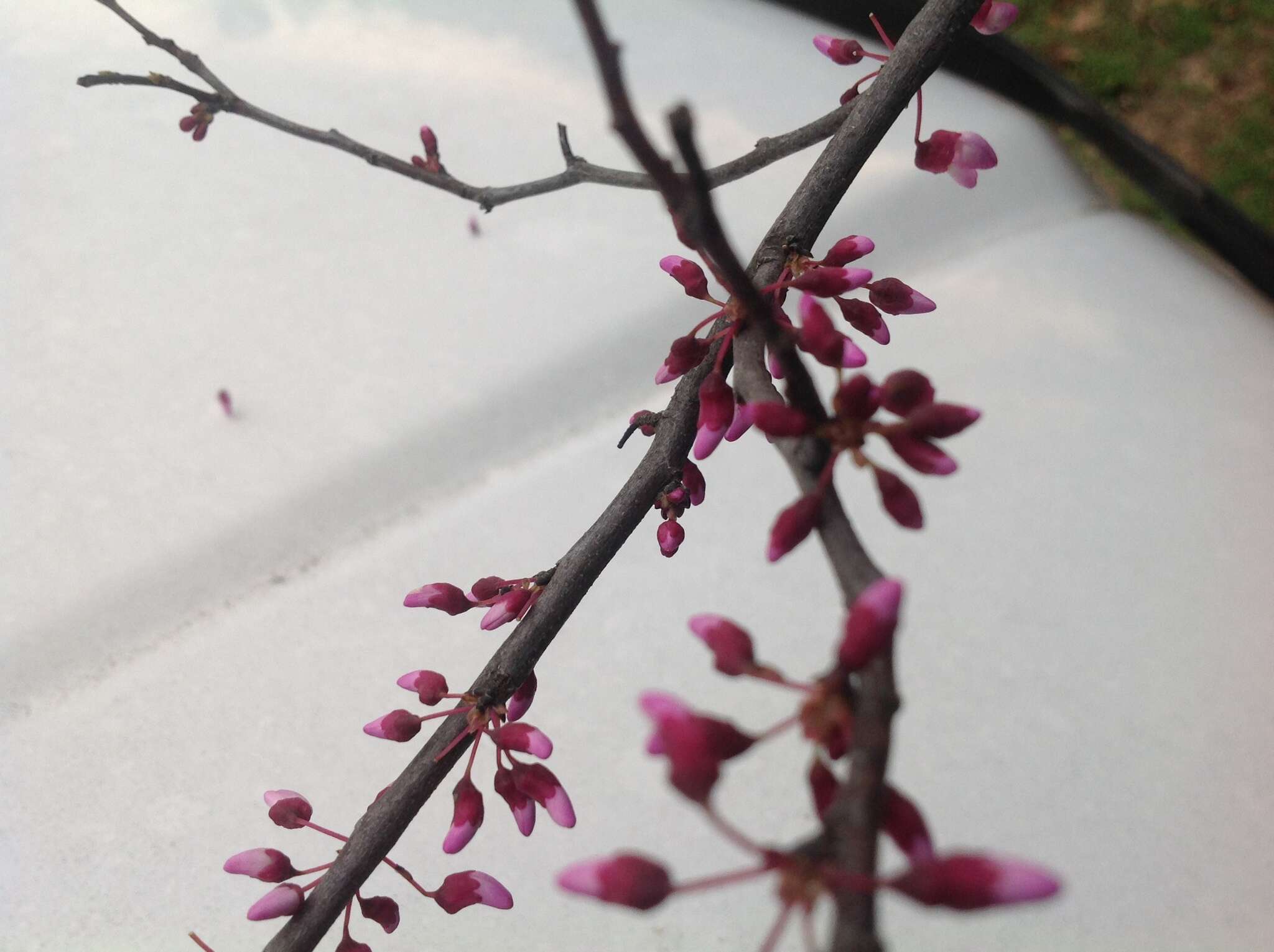 Image of eastern redbud