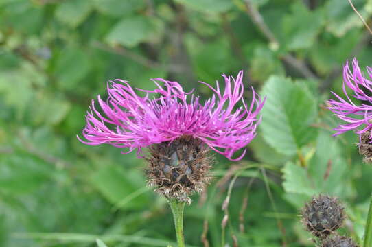 Image of Centaurea scabiosa subsp. alpestris (Hegetschw.) Nym.