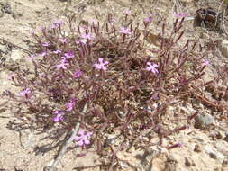 Image of Saponaria calabrica Guss.