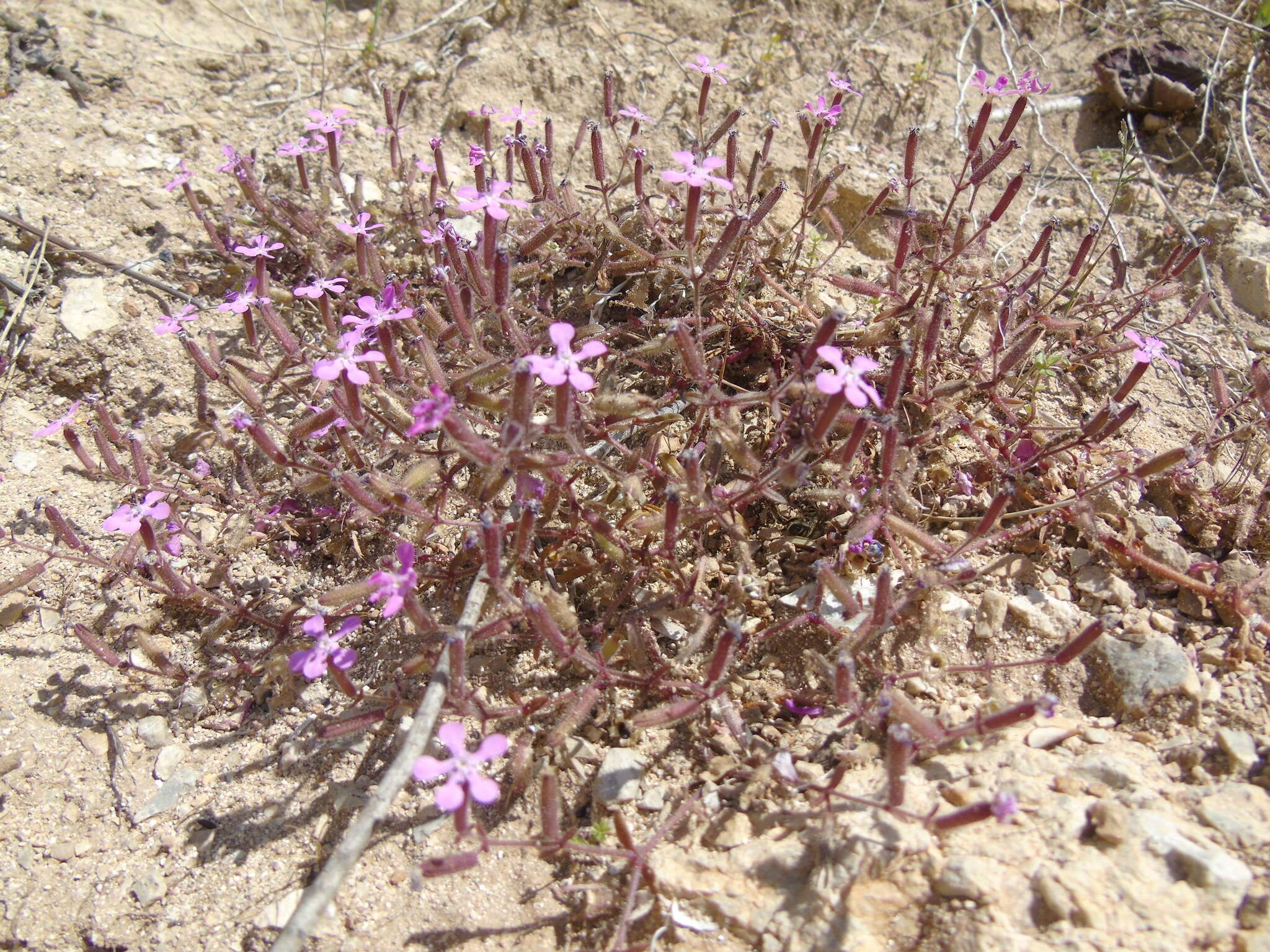 Image of Saponaria calabrica Guss.