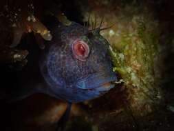 Image of Ringneck Blenny