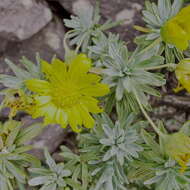 Image of Euryops acraeus M. D. Henderson