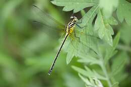 صورة Anisogomphus occipitalis (Selys 1854)