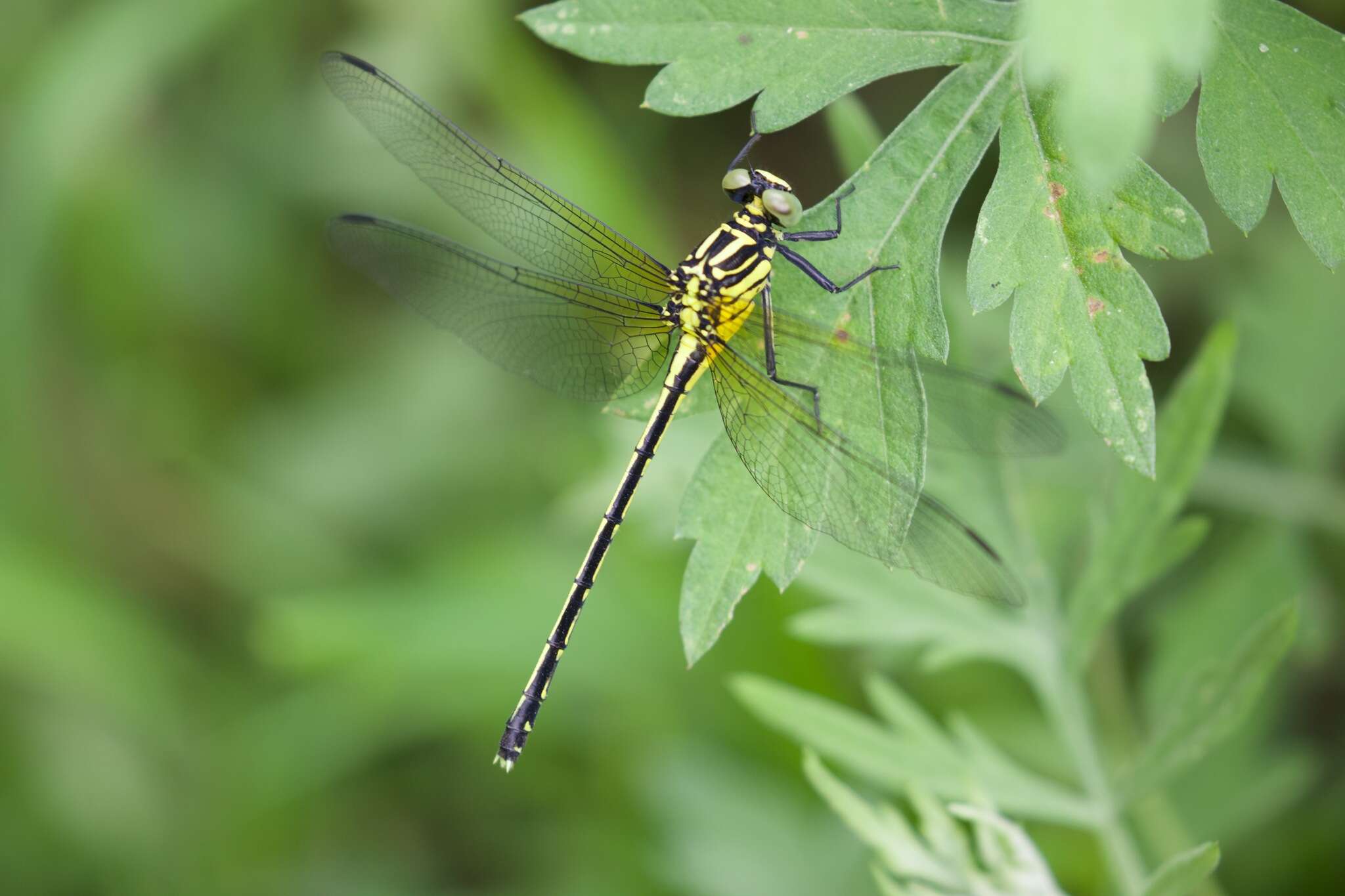 Imagem de Anisogomphus occipitalis (Selys 1854)