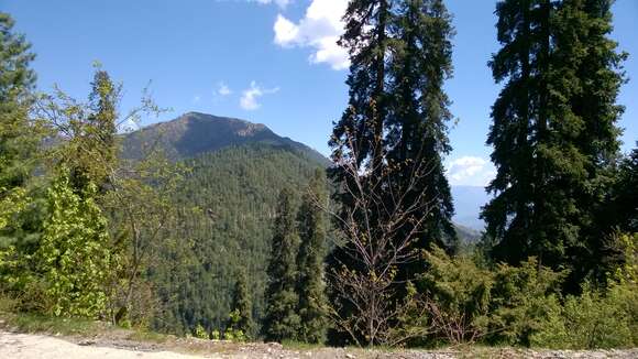 Image of Pindrow Fir