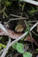 Image of Nursery-web spider