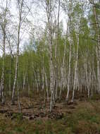 Image of Brown Birch