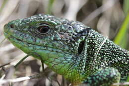 Image of Western Green Lizard