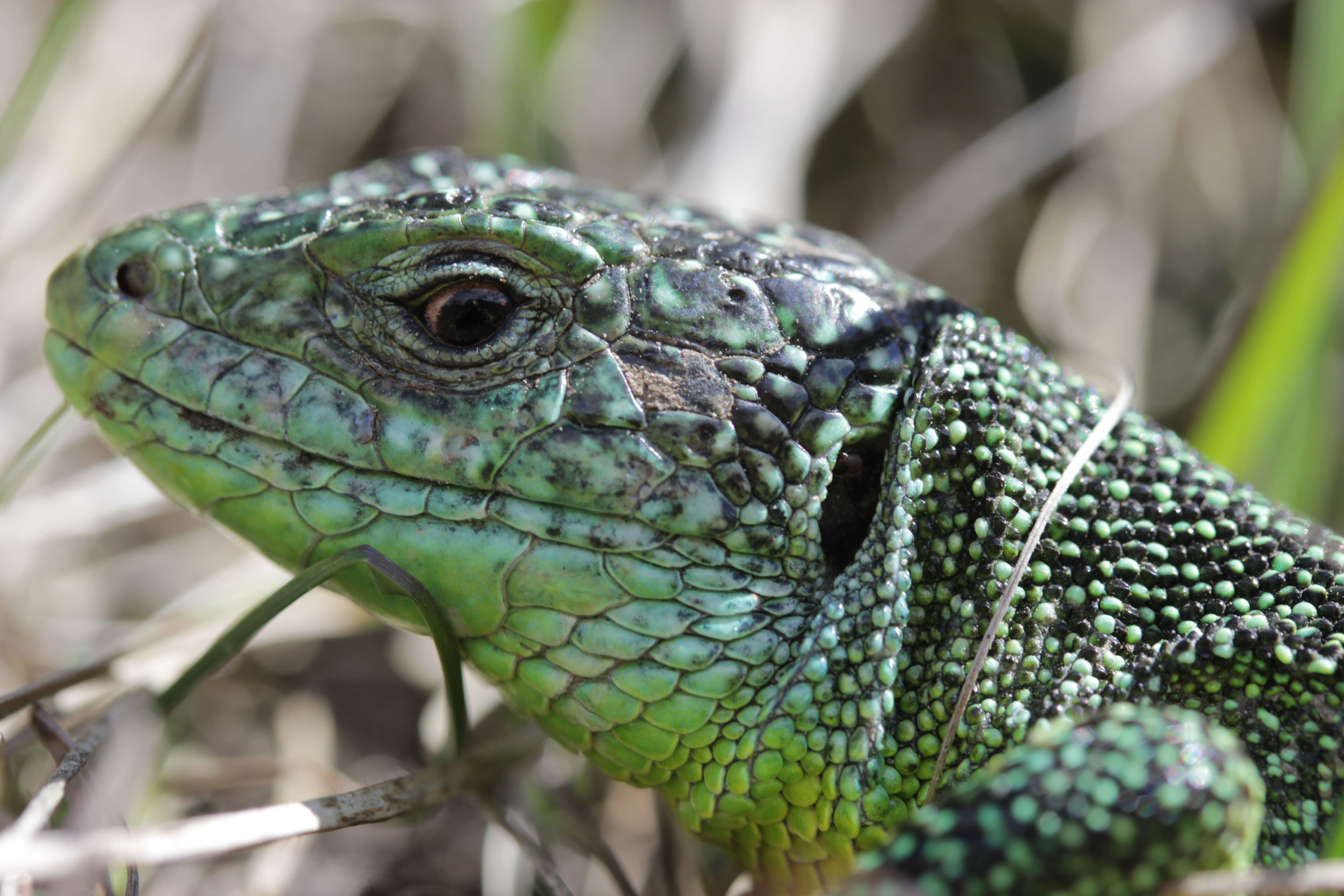 Image of Western Green Lizard