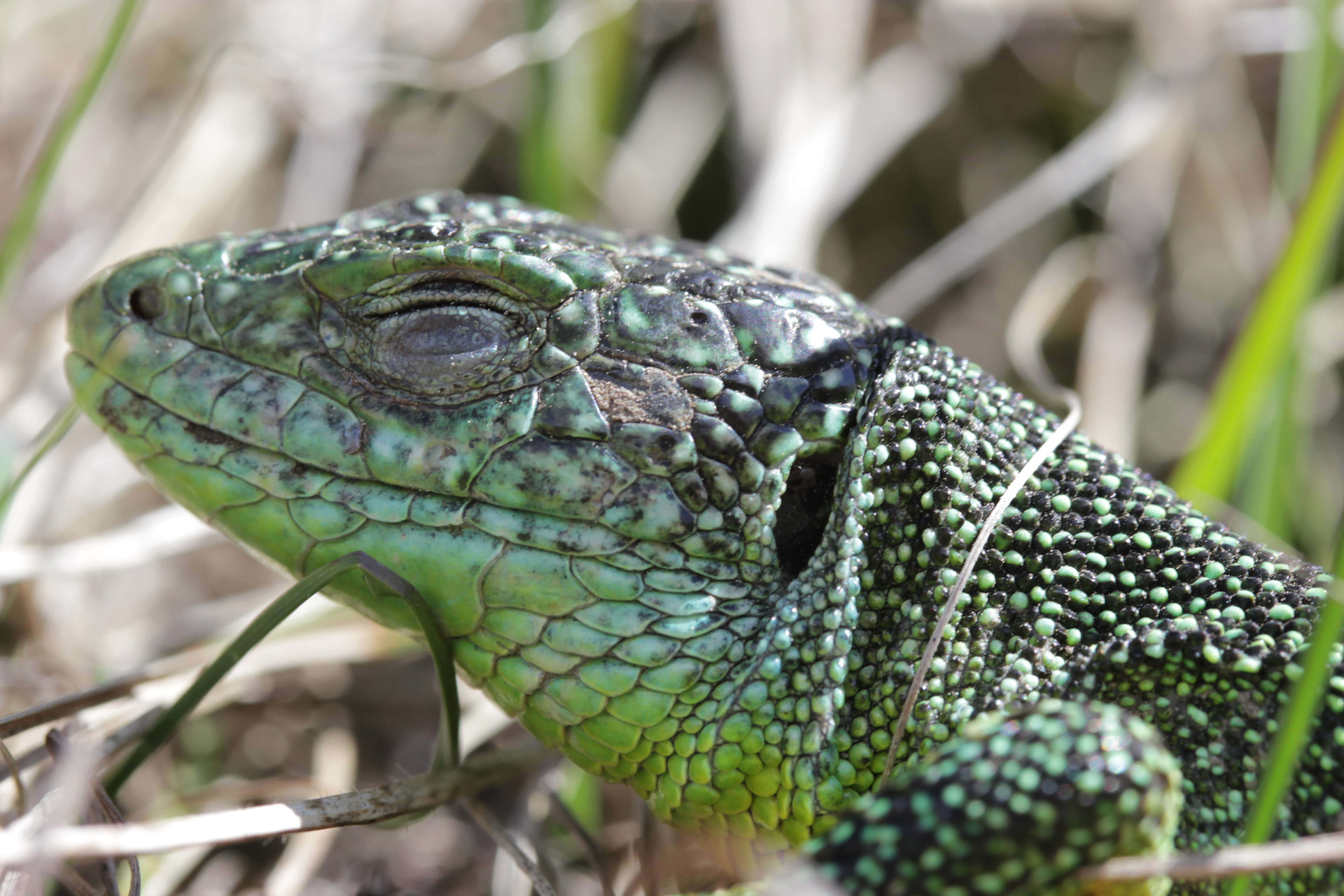 Image of Western Green Lizard