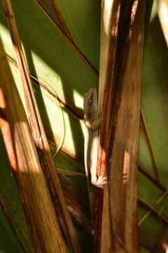 Image of Gold-striped Gecko