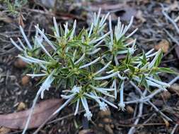 Image of Styphelia tenuiflora Benth.