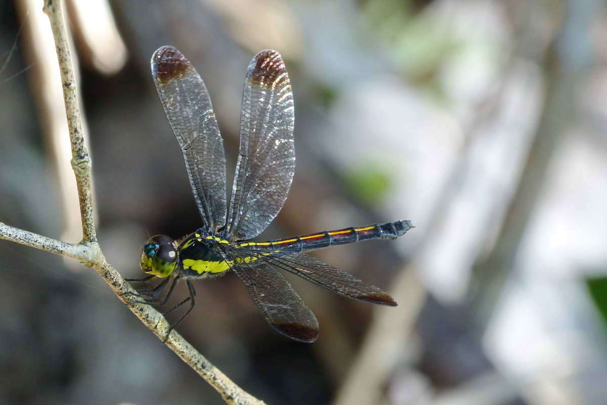 Image of Agrionoptera longitudinalis Selys 1878