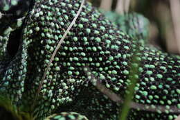 Image of Western Green Lizard