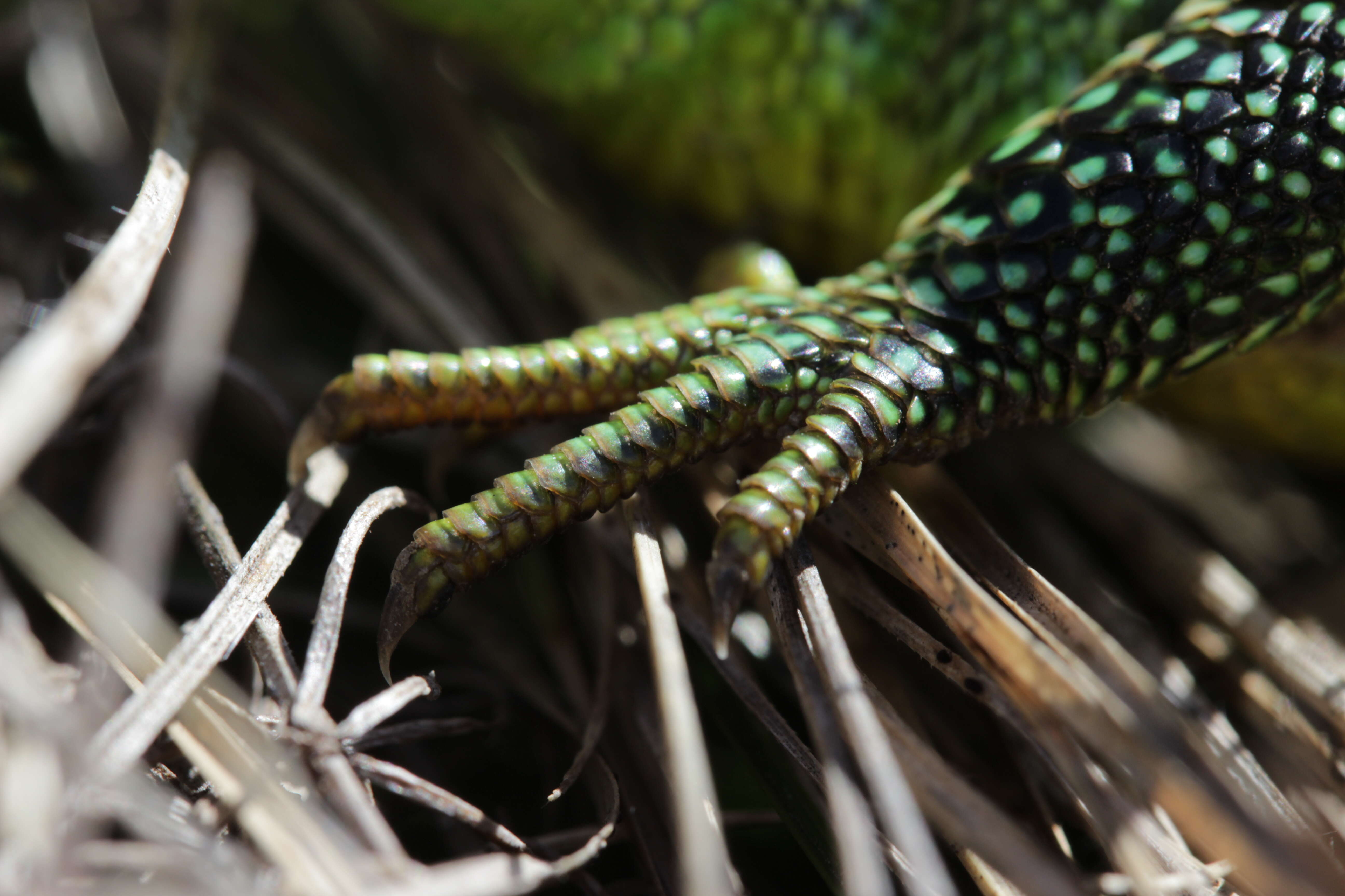 Image of Western Green Lizard