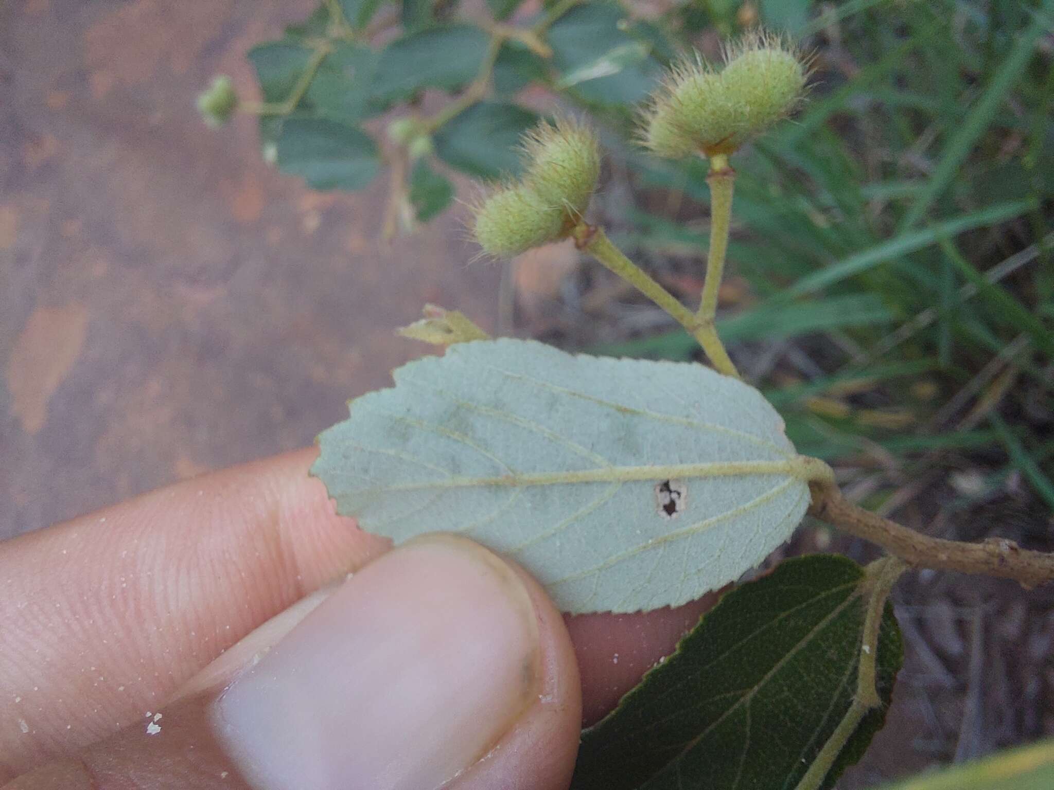 Image of Grewia rogersii Burtt Davy & Greenway