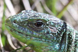 Image of Western Green Lizard