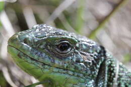 Image of Western Green Lizard