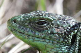 Image of Western Green Lizard