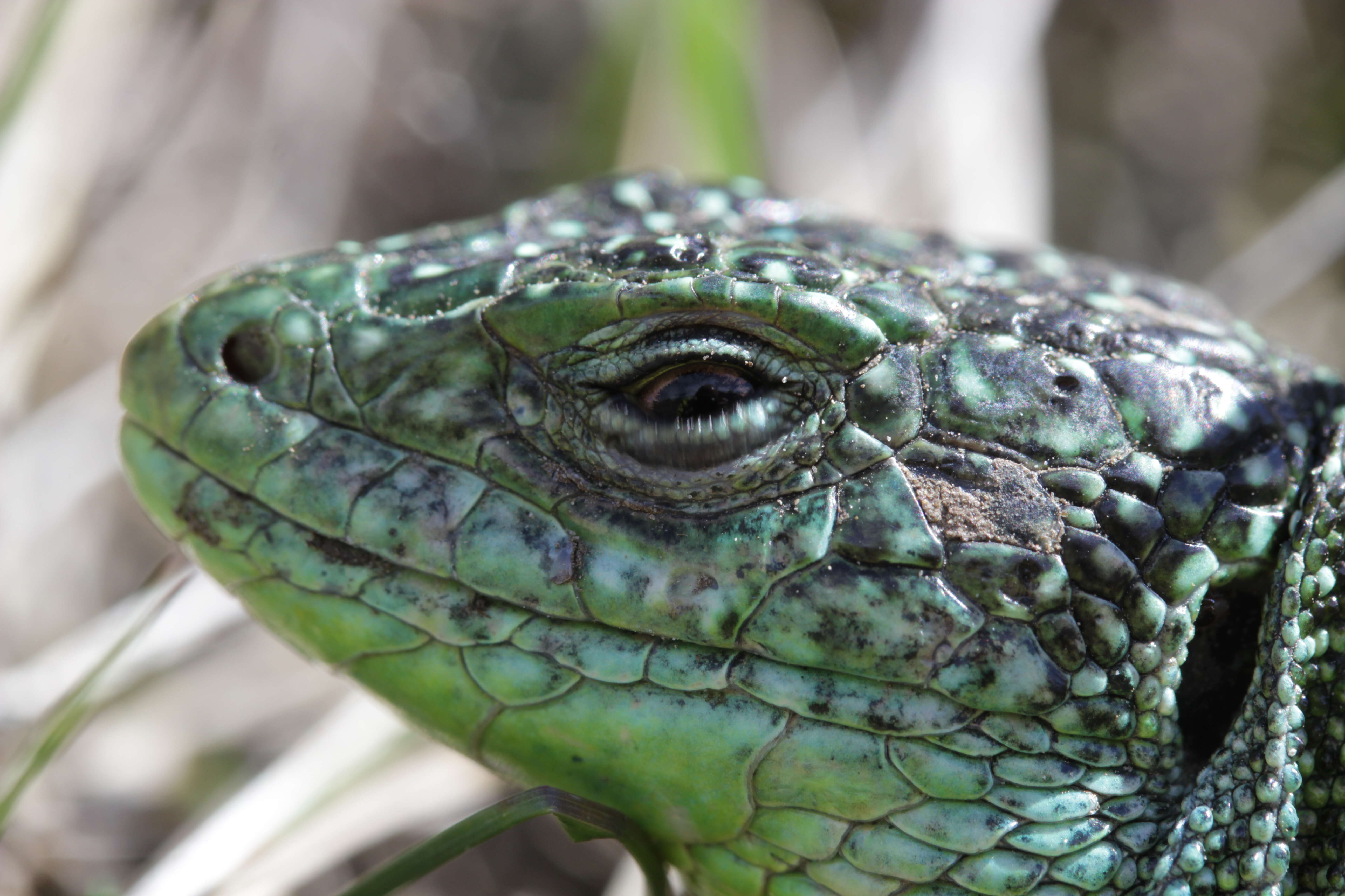 Image of Western Green Lizard