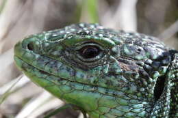 Image of Western Green Lizard