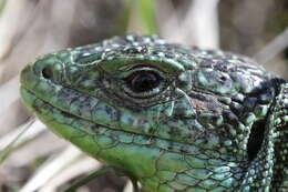 Image of Western Green Lizard