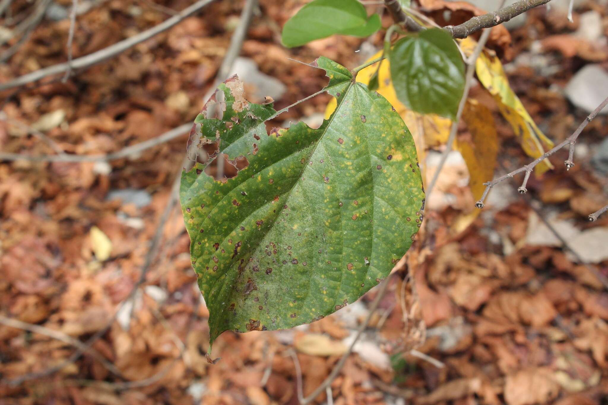 Image of Achiote