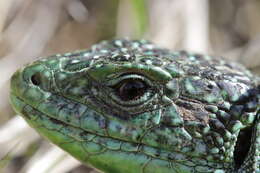 Image of Western Green Lizard