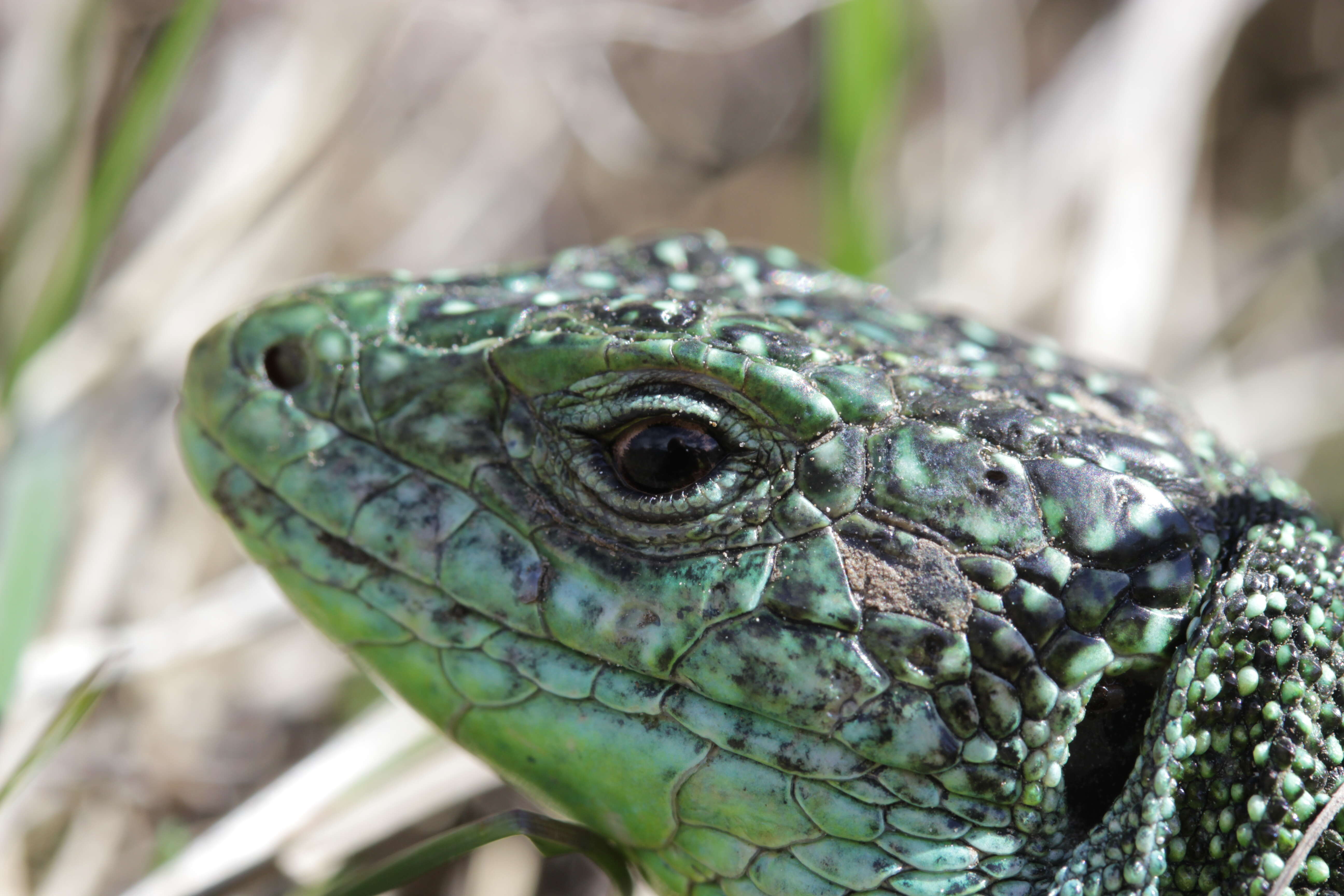 Image of Western Green Lizard